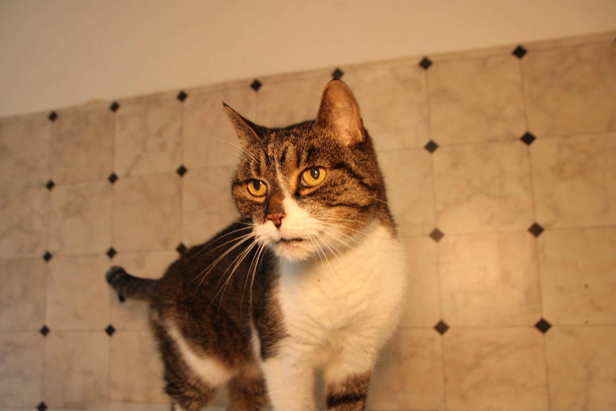 Tierschutzligadorf Neuhausen/Spree