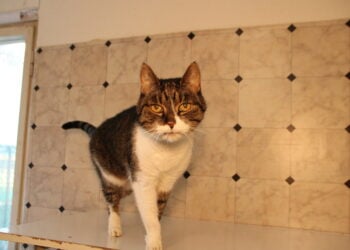 Tierschutzligadorf Neuhausen/Spree