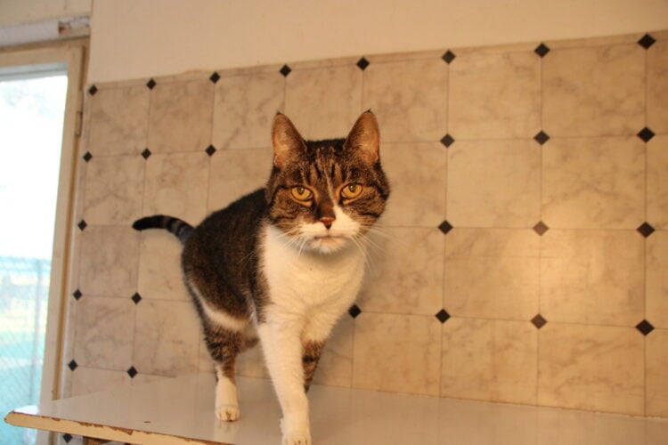 Tierschutzligadorf Neuhausen/Spree