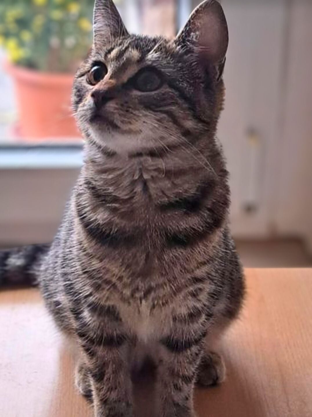 Tierhilfe Südbrandenburg