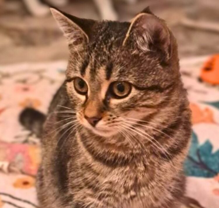 Tierhilfe Südbrandenburg