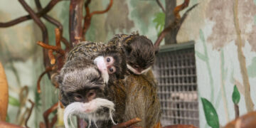 Zoo Hoyerswerda 