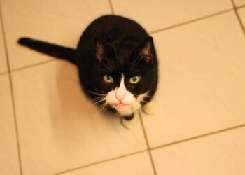 Tierschutzligadorf Neuhausen/Spree 