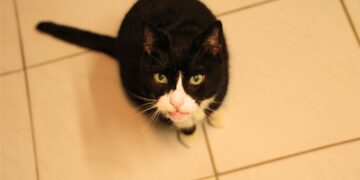 Tierschutzligadorf Neuhausen/Spree 