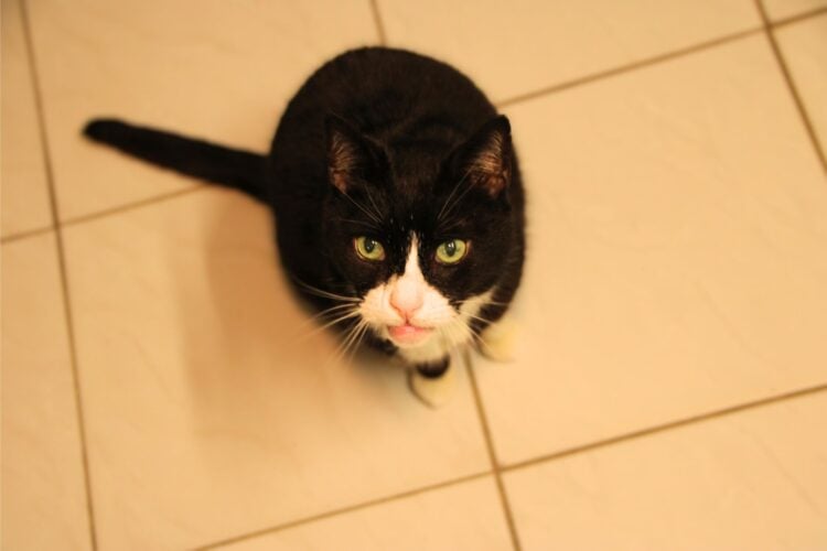 Tierschutzligadorf Neuhausen/Spree 