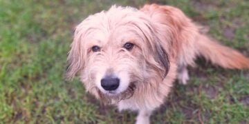 Terra Mater Tierheim