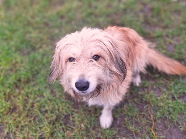 Terra Mater Tierheim