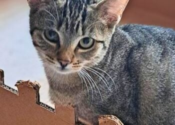 Tierhilfe Südbrandenburg 