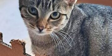 Tierhilfe Südbrandenburg 