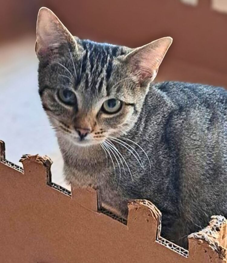 Tierhilfe Südbrandenburg 