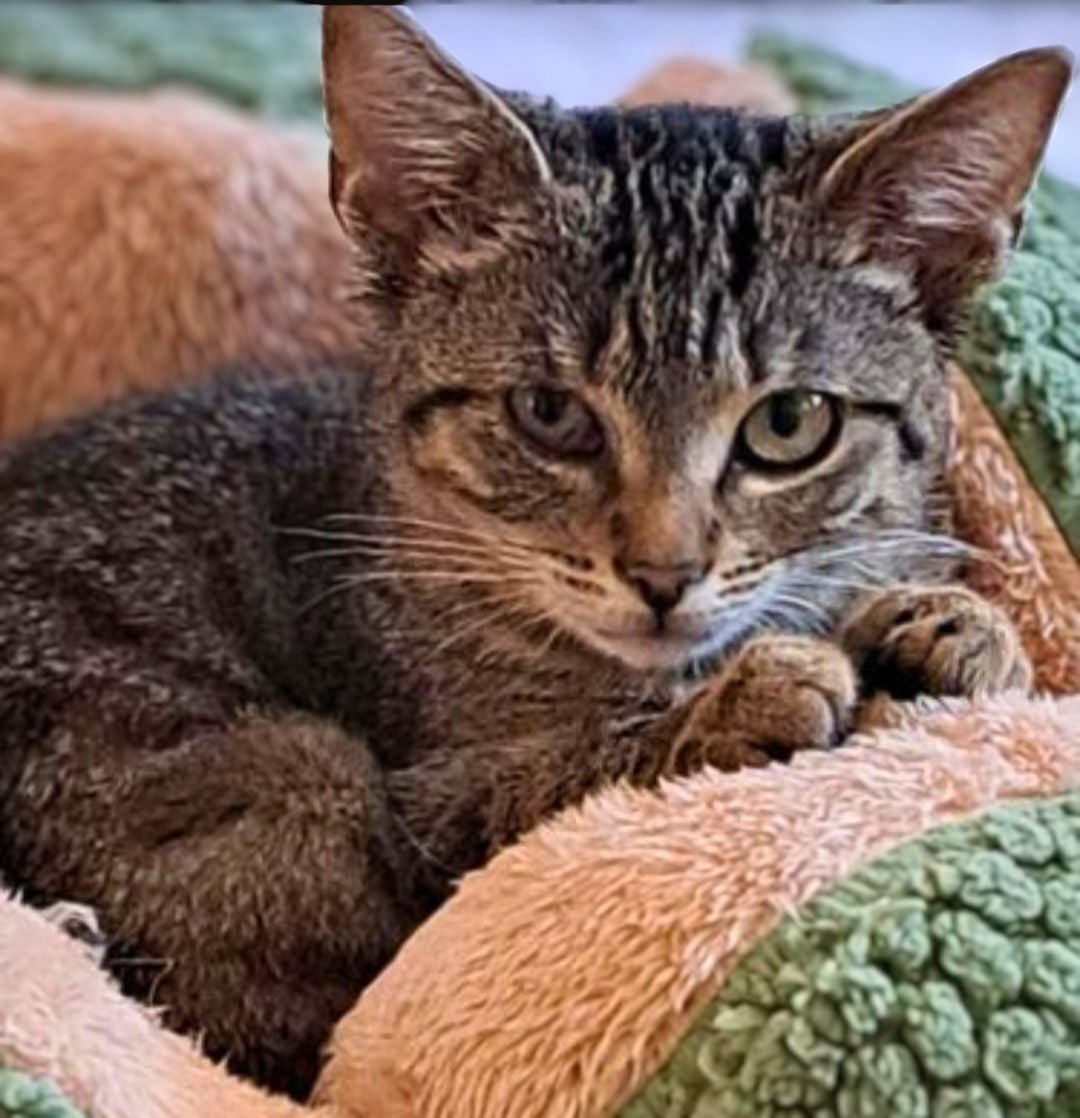 Tierhilfe Südbrandenburg 