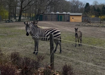 Bild: Stadt Finsterwalde / Anna-Lena Aßmus