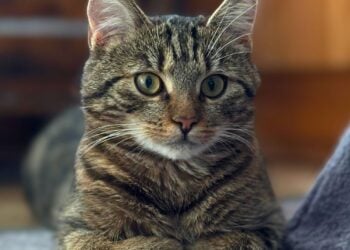 Tierhilfe Südbrandenburg 