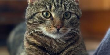 Tierhilfe Südbrandenburg 