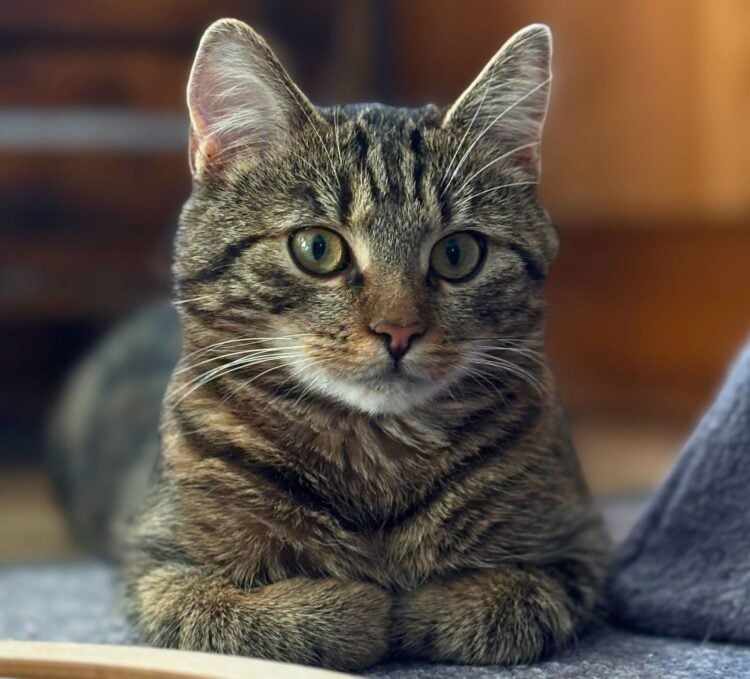 Tierhilfe Südbrandenburg 