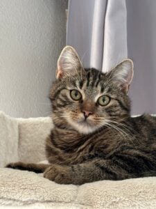 Lausitzer Tiere: Flauschige Lea hofft weiterhin auf ihr großes Glück