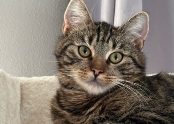 Tierhilfe Südbrandenburg 