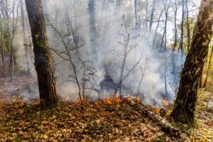 Zwei Waldbrände bei Ruhland – Feuerwehr verhindert größere Schäden
