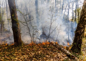 Bild: Dennis Hillner und Norman Hoffmann / Blaulichtreport Lausitz
