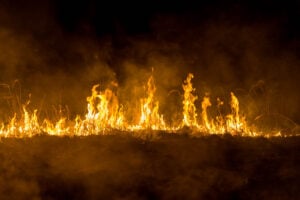 Feuerwehr stoppt Vegetationsbrand in Forst