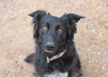 Tierschutzligadorf Neuhausen/Spree 