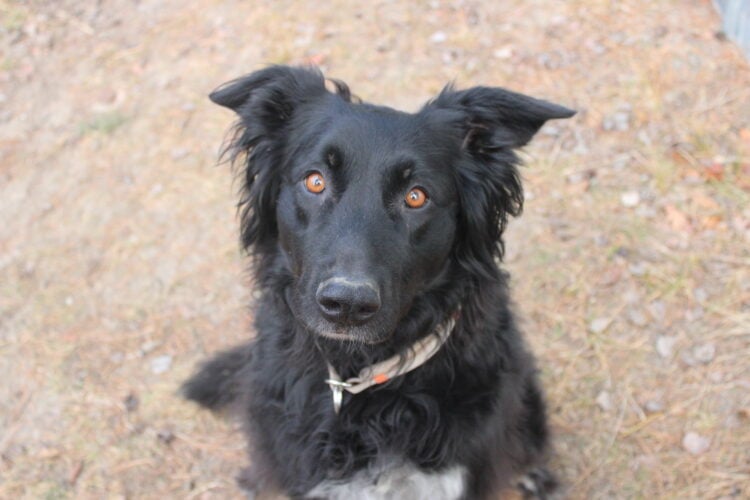 Tierschutzligadorf Neuhausen/Spree