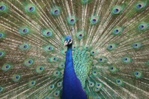 Entlaufene Pfauen sorgten in Crinitz für ungewöhnlichen Polizeieinsatz