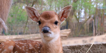 Bild: C. Hammer, zoo-goerlitz.de
