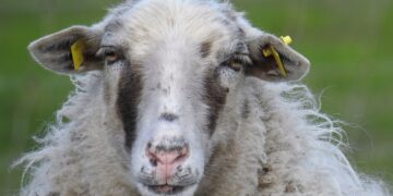 Symbolbild: Sheep