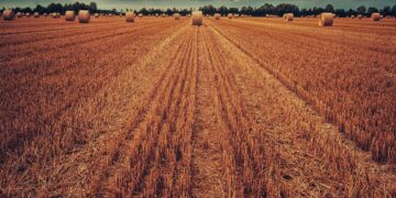 Symbolbild: Field