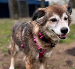 Lausitzer Tiere: Liebevolle Seele Marie sucht Zuhause zum Ankommen