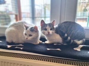 Lausitzer Tiere: Mäxchen und Flöckchen suchen ihr gemeinsames Glück