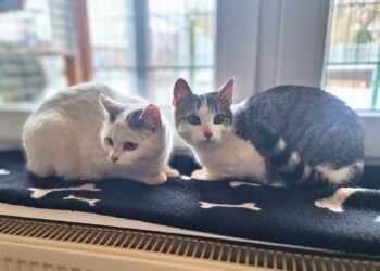 Terra Mater Tierheim 