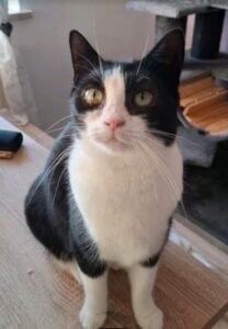 Lausitzer Tiere: Schmusekatze Amelie wartet auf ihr neues Zuhause