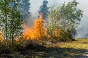 Waldbrand Jüterbog breitet sich auf 113 Hektar aus