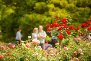 Rosengarten Forst startet mit Musik und Programm in neue Saison