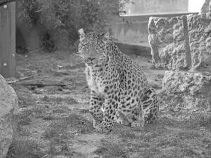 Zoo Hoyerswerda trauert um Leoparden-Männchen San