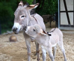 Thüringer Waldesel Titus im Görlitzer Tierpark geboren