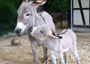 Bild: www.zoo-goerlitz.de (G. Drozd)