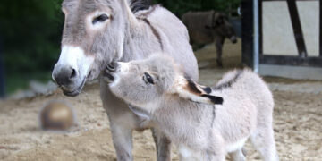 Bild: www.zoo-goerlitz.de (G. Drozd)