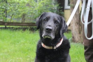 Lausitzer Tiere: Seniorhund Benthley sucht ruhiges Zuhause