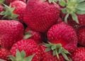 Erdbeeren