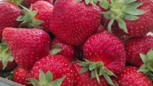 Mehrere Kisten Erdbeeren in Lübben gestohlen