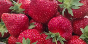 Erdbeeren