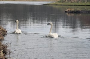 Diebstahl im Branitzer Park? Eier der Trompeterschwäne verschwunden