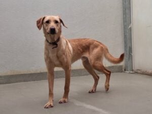 Lausitzer Tiere: Herbie sucht geduldiges Zuhause voller Vertrauen
