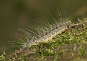 750 Hektar betroffen: Warnung vor Eichenprozessionsspinner im Spreewald