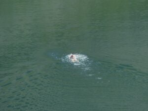 Badesaison in Dahme-Spreewald: Fast alle Seen mit Top-Wasserqualität