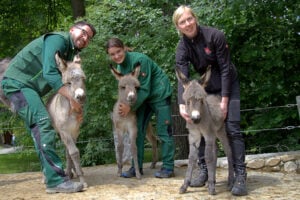 Dreifacher Eselnachwuchs im Görlitzer Tierpark