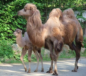Überraschender Trampeltier-Nachwuchs im Tierpark Görlitz
